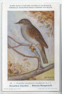 CP : Musée Royale D'histoire Naturelle De Belgique - Oiseaux - N° 51 Accenteur Mouchet - Signé Hub. Dupond (2 Scans) - Collections & Lots