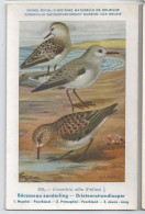 CP : Musée Royale D'histoire Naturelle De Belgique - Oiseaux - N°285 Bécasseau Sanderling - Signé Hub. Dupond (2 Scans) - Collections & Lots