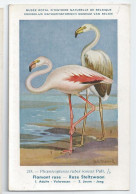 CP : Musée Royale D'histoire Naturelle De Belgique - Oiseaux - N°218 Flamant Rose + Pub - Signé Hub. Dupond (2 Scans) - Collezioni E Lotti