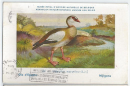 CP : Musée Royale D'histoire Naturelle De Belgique - Oiseaux - N°227 Oied D'égypte - Signé Hub. Dupond (2 Scans) - Collezioni E Lotti