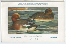 CP : Musée Royale D'histoire Naturelle De Belgique - Oiseaux - N°234 Canard Siffleur - Signé Hub. Dupond (2 Scans) - Verzamelingen & Kavels