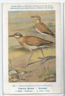 CP : Musée Royale D'histoire Naturelle De Belgique - Oiseaux - N°268 Courvite Gaulois - Signé Hub. Dupond (2 Scans) - Collezioni E Lotti