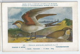 CP : Musée Royale D'histoire Naturelle De Belgique - Oiseaux - N°269 Glaréole à Collier - Signé Hub. Dupond (2 Scans) - Collezioni E Lotti