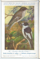 CP : Institut Royale Des Sciences Naturelles De Belgique - Oiseau - 52 Gobe-mouches à Collier (2 Scans) - Sammlungen & Sammellose