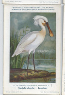 CP : Musée Royale D'histoire Naturelle De Belgique - Oiseaux - N°77 Spatule Blanche - Signé Hub. Dupond (2 Scans) - Collezioni E Lotti