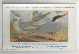 CP : Musée Royale D'histoire Naturelle De Belgique - Oiseaux - N°80 Guifette à Moustaches - Signé Hub. Dupond (2 Scans) - Colecciones Y Lotes