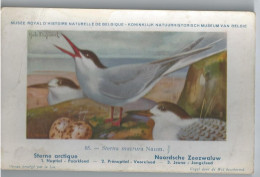 CP : Musée Royale D'histoire Naturelle De Belgique - Oiseaux - N°85 Sterne Arctique - Signé Hub. Dupond (2 Scans) - Verzamelingen & Kavels