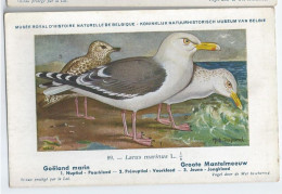 CP : Musée Royale D'histoire Naturelle De Belgique - Oiseaux - N°89 Goëland Marin - Signé Hub. Dupond (2 Scans) - Colecciones Y Lotes