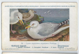 CP : Musée Royale D'histoire Naturelle De Belgique - Oiseaux - N°90 Goëland Argenté - Signé Hub. Dupond (2 Scans) - Sammlungen & Sammellose