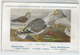 CP : Musée Royale D'histoire Naturelle De Belgique - Oiseaux - N°91 Goëland Brun - Signé Hub. Dupond (2 Scans) - Sammlungen & Sammellose