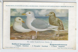 CP : Musée Royale D'histoire Naturelle De Belgique - Oiseaux - N°93 Goëland Bourgmestre - Signé Hub. Dupond (2 Scans) - Sammlungen & Sammellose