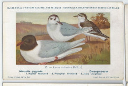 CP : Musée Royale D'histoire Naturelle De Belgique - Oiseaux - N°95 Mouette Pygmée - Signé Hub. Dupond (2 Scans) - Collections & Lots