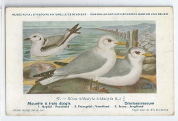 CP : Musée Royale D'histoire Naturelle De Belgique - Oiseaux - N°97 Mouette à Trois Doigts - Signé Hub. Dupond (2 Scans) - Collezioni E Lotti