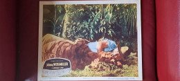 Lobby Card 1950 Jhonny Weissmuller Tarzan  Jungle Jim Jim La Jungle  Captive Parmi Les Fauves C - Photos