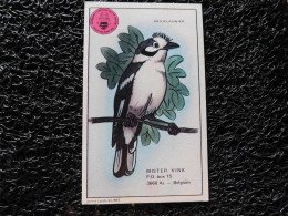 QSL - CB, MISTER VINK, As, Belgium, Oiseau Brilklauwier (F20) - CB