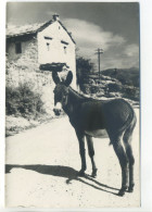 Carte Photo Format CPSM - Âne Devant Maison - Donkeys