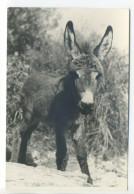 Carte Photo Format CPSM - Âne Ou Ânon? - Donkeys