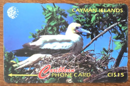 CAYMAN ISLANDS OISEAUX EGRET CI$ 15 CARIBBEAN CABLE & WIRELESS SCHEDA TELECARTE TELEFONKARTE PHONECARD CALLING CARD - Kaaimaneilanden