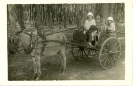 Carte Photo Attelage Familiale Avec âne - Anes