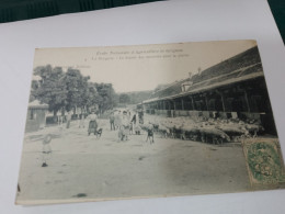 495 // ECOLE NATIONALE D'AGRICULTURE  DE GRIGNON / LA BERGERIE / LE DEPART DES MOUTONS POUR LA PLAINE - Grignon