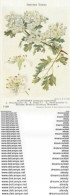 Carte Postal Fiche. British Trees Museum. Plantes Et Fleurs. Hawthorn Crataegus Oxyacantha - Arbres