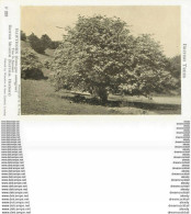 Carte Postal Fiche. British Trees Museum. Plantes Et Arbres. Hawthorn Crataegus Monogyna 222 - Arbres