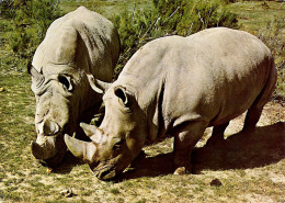 Aude - Sigean - Réserve Africaine De Sigean - Rhinocéros - Sigean