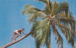 Jamaica Coconut Palm Tree Old Postcard - Jamaïque