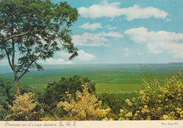 Jamaica Sugar Cane Plantations Old Postcard - Jamaïque