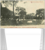 91 SAINT MICHEL SUR ORGE. Troupeau De Vaches Aux Prairies Du Domaine De Lormoy 1908 - Saint Michel Sur Orge