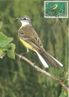 Carte Maximum - Oiseaux - Luxembourg - Alvéola Amarela - Bergeronnette Printaniere - Yellow Wagtail - Motacilla Flava - Maximumkaarten