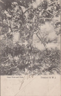 ANTILLES TRINIDAD B. W. J.  CACAO TREES AND PUDS   PRECURSEUR - Trinidad