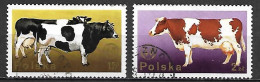 POLOGNE      -      FERME    /    VACHES      -    Oblitérés - Cows