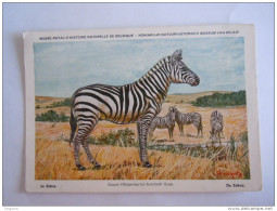 Le Zèbre De Zebra Musée Royal D'histoire Naturelle De Belgique Koninklijk Natuurhistorisch Museum - Zebre