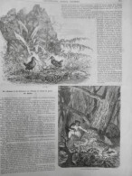 1857 ANIMAUX BECASSE CHASSE ALSACE 1 JOURNAL ANCIEN - Documents Historiques