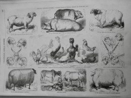 1856 ANIMAUX ESPECES BOVINES PORCINES BASSE COURT CONCOURS 1 JOURNAL ANCIEN - Documents Historiques