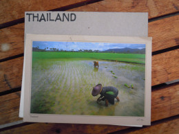 THAILAND  Paddy Fields Rice    Used Circulé Gelopen - Taiwan