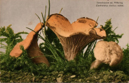 E8008 - Farbenlichtdruck - Martin Rommel & Co Stuttgart - Pilz Pfifferling - Funghi