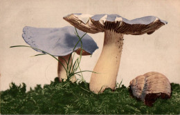 E8659 - Farbenlichtdruck - Martin Rommel & Co Stuttgart - Pilz - Funghi