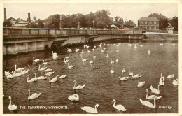 Postcard United Kingdom England Weymouth, Dorset Swans - Weymouth