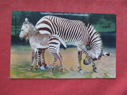 Grants Zebra & Baby.   NY Zoo    Ref 6259 - Cebras