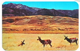 CPSM 9 X 14 Etats Unis USA (82) Wyoming  Group Of Antelope On The Prairies - Otros & Sin Clasificación