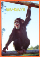 Animal Singe Humour Heureux !! Lyna Carte Vierge TBE - Singes