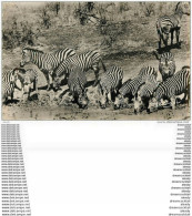 Photo Cpm Cpsm ANIMAUX. Zèbres Buvant à La Rivière - Zebras