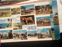 KENIA  Kenya, VUES  ANIMALI LIONS GIRAFFA RINOCERONTE  N1975   JQ4052 - Kenya