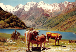 LES PYRENEES -  Le Lac D'Estaing - Apéritif Champêtre - Vaches Et Veau Cpm GF - Koeien