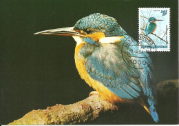 Carte Maximum - Oiseaux - Luxembourg - Guarda Rios - Martin Pecheur - Kingfisher - Alcedo Atthis - Tarjetas Máxima