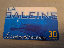 POLINESIA FRANCAISE  CHIPCARD  30 UNITS  /FISH/ REQUIN /LES CURIOSITES MARINES ./           **15861** - Polynésie Française