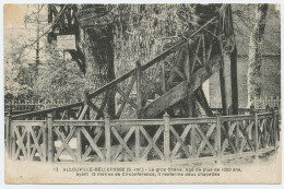 Allouville-Bellefosse - Le Gros Chêne. Agé De Plus De 1000 Ans  - Douillet Caudebec En Caux - Rare - Allouville-Bellefosse
