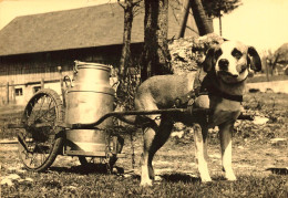 Paysage Du Haut Doubs * Carte Photo * Attelage à Chien , Voiture à Chiens * Transport Du Lait * Laitier Milk - Other & Unclassified